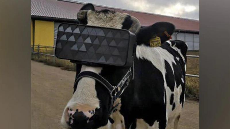 Russian Farms Make Cows Wear VR Goggles To Reduce Stress & Anxiety In Winters Russian Farms Make Cows Wear VR Goggles To Reduce Stress & Anxiety In Winters