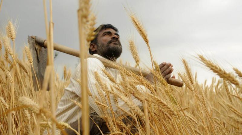 wheat wheat