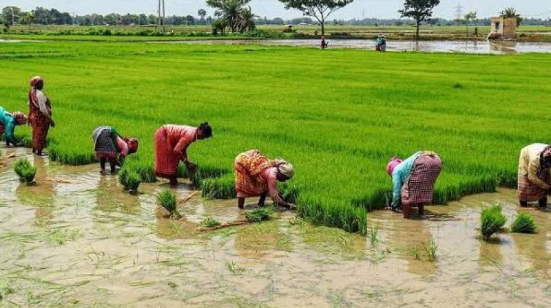17.13 metric tonnes of paddy has been procured so far 17.13 metric tonnes of paddy has been procured so far