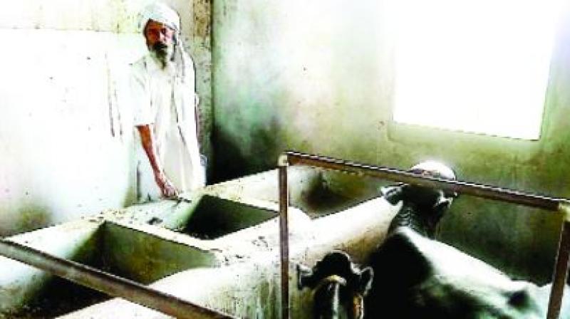 Farmer Karam Singh takes care of his animals as family members Farmer Karam Singh takes care of his animals as family members