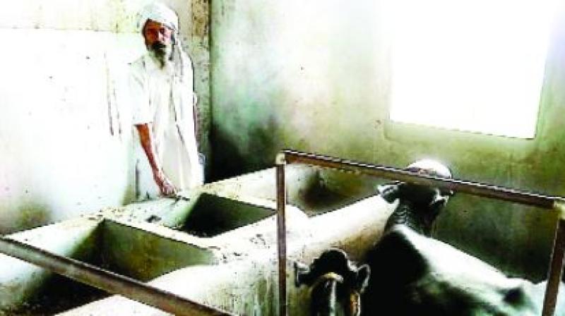 Farmer Karam Singh takes care of his animals as family members