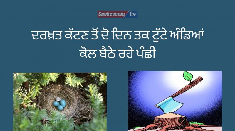 Two days after the tree was cut in kerala birds were sitting near the broken eggs Two days after the tree was cut in kerala birds were sitting near the broken eggs