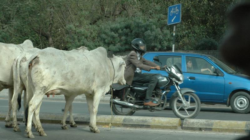 Cows followed the traffic rules