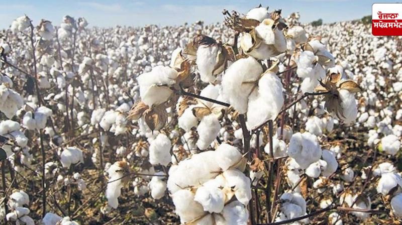 Cotton area limited to one lakh hectares in Punjab