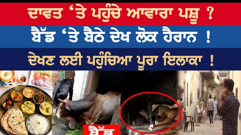 Stray animals should be taken care of Stray animals should be taken care of