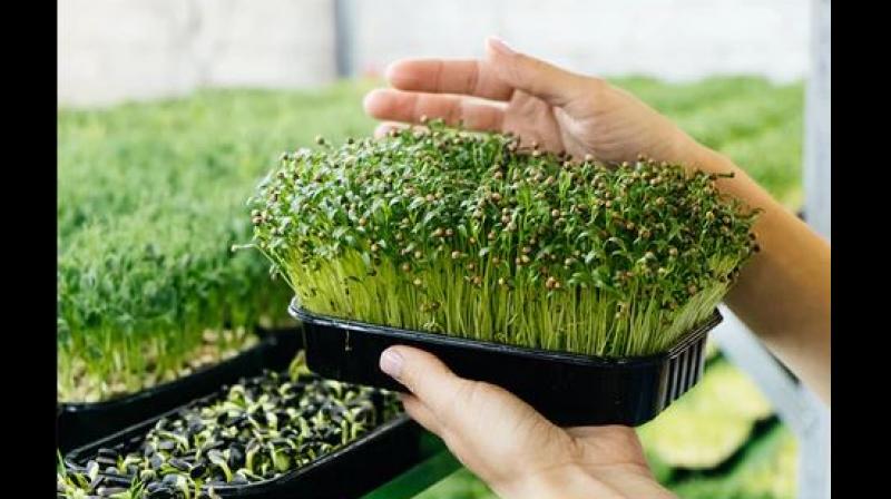 Microgreen Farming Business Microgreen Farming Business