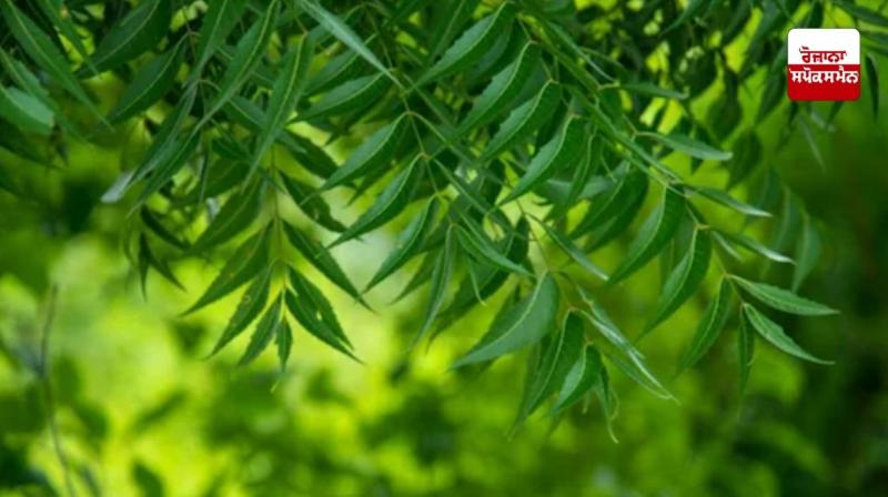 Neem is very useful for agriculture, this is how to use it in the fields Neem is very useful for agriculture, this is how to use it in the fields