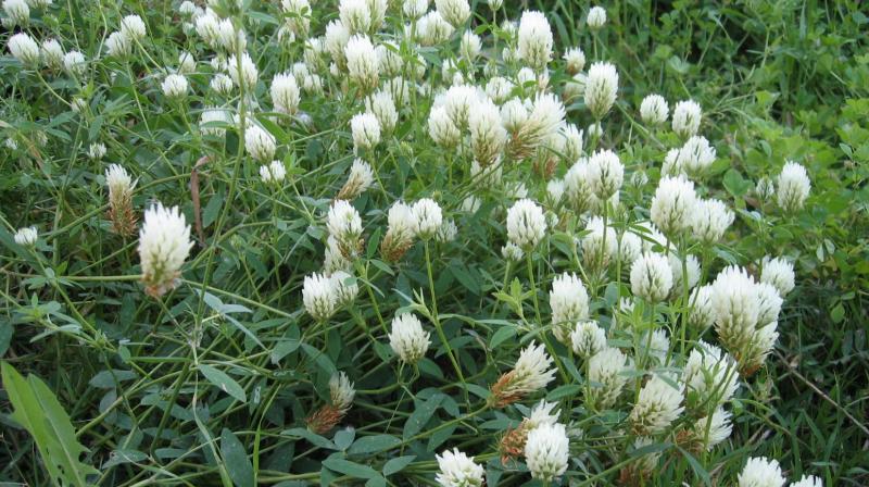 Trifolium alexandrinum Trifolium alexandrinum