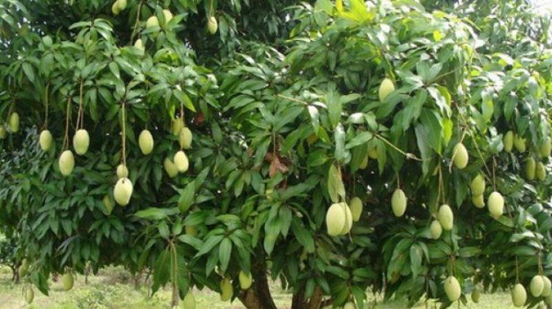 Mango cultivation