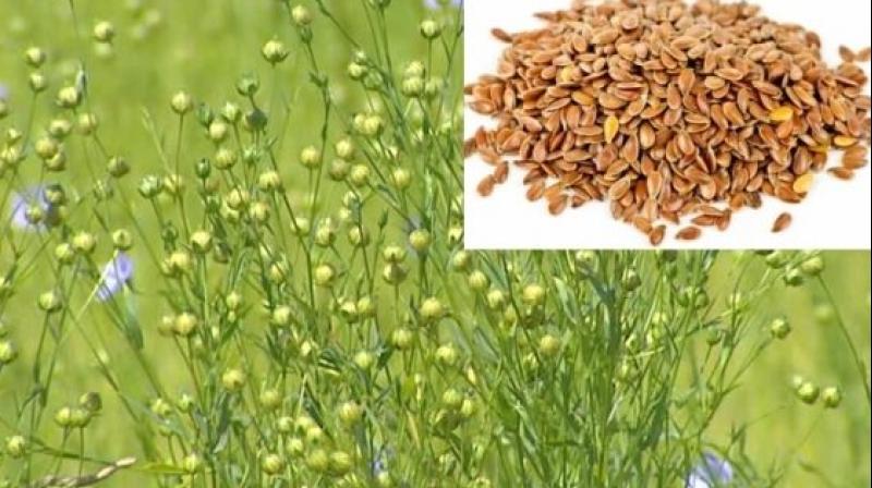 flax seed cultivation