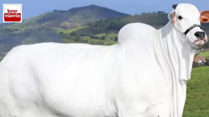 Indian breed cow sold for Rs 40 crore in Brazil cattle fair, breaks all records Indian breed cow sold for Rs 40 crore in Brazil cattle fair, breaks all records