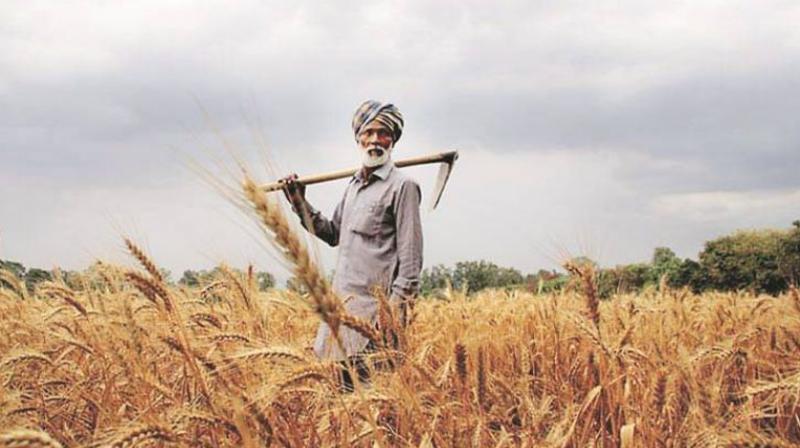 farmer farmer