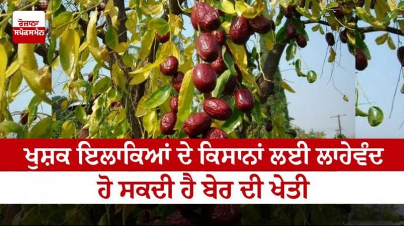 Indian jujube Cultivation