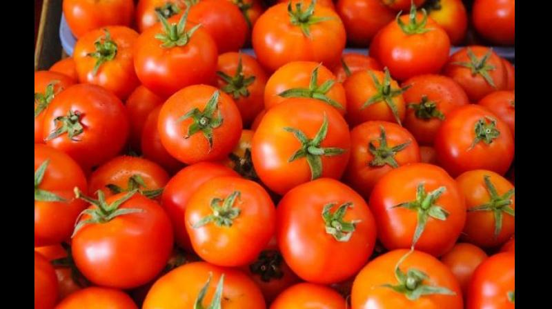 Delhi Tomato Price Delhi Tomato Price