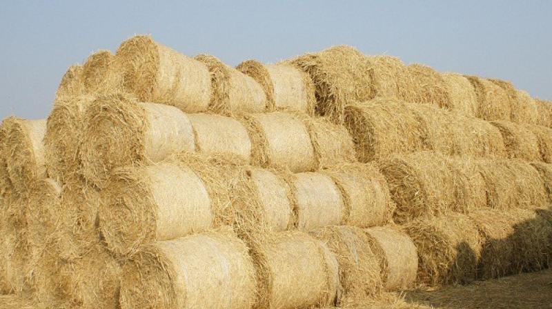 Subsidy scheme announced for installation of straw-based boilers Subsidy scheme announced for installation of straw-based boilers
