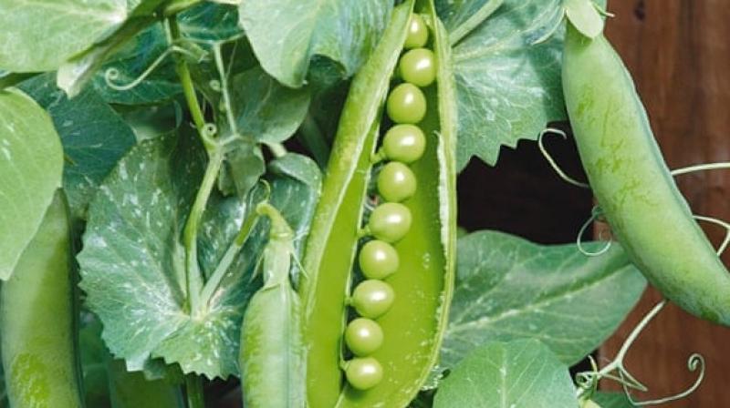 right time to cultivate peas right time to cultivate peas