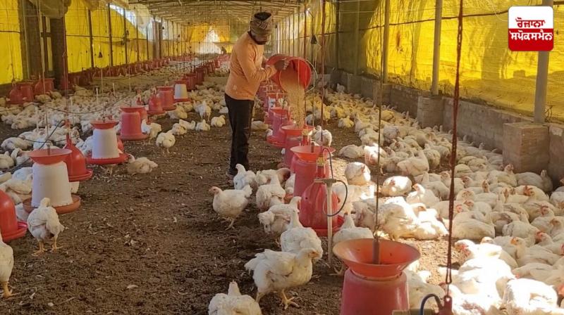 Jharkhand Avian Flu News in punjabi Jharkhand Avian Flu News in punjabi