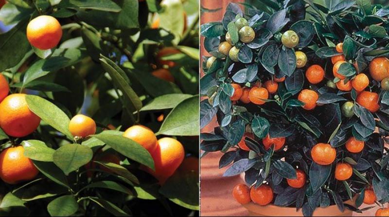 Harvest and preserve fruits in this way Harvest and preserve fruits in this way