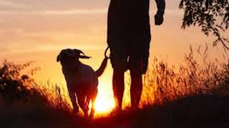 Dog loyalty Dog loyalty