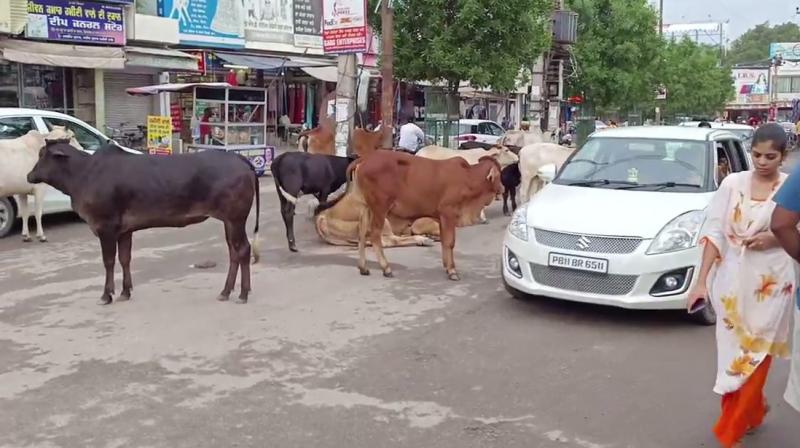 Stray cattle are roaming like death on the roads of Barnala