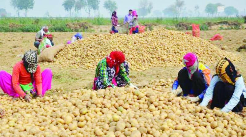 PepsiCo offers the agreement made to Gujarat's potato growers PepsiCo offers the agreement made to Gujarat's potato growers