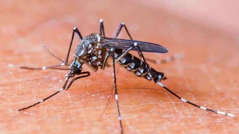 In last 24 hours, 25 new cases of dengue have been reported in Chandigarh In last 24 hours, 25 new cases of dengue have been reported in Chandigarh
