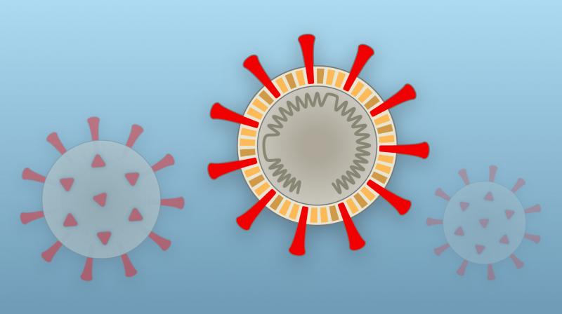 Corona Virus Corona Virus