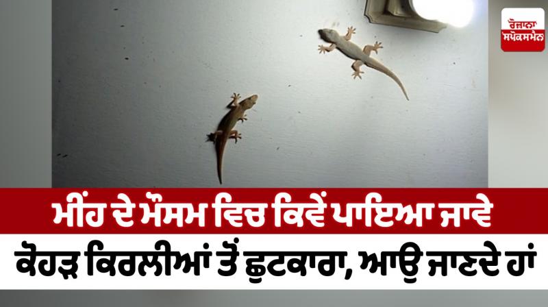 How to get rid of leprous lizards in rainy season News How to get rid of leprous lizards in rainy season News