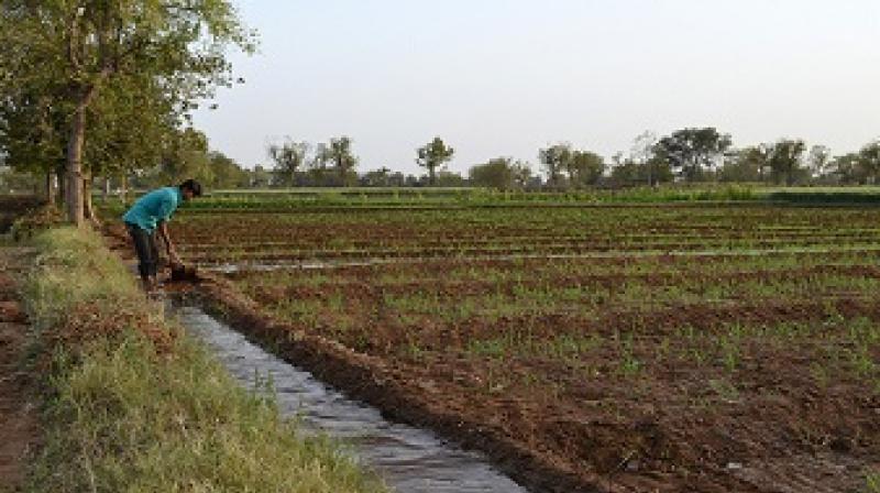 yield of the crop