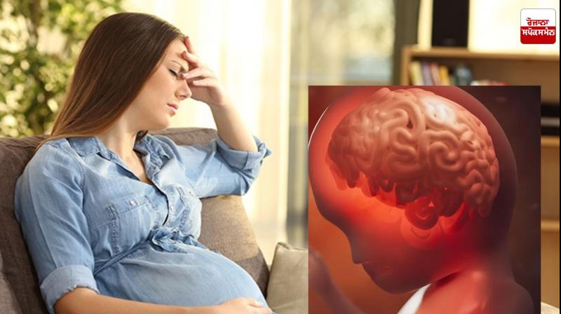 Maternal stress affects the fetal brain News In Punjabi Maternal stress affects the fetal brain News In Punjabi