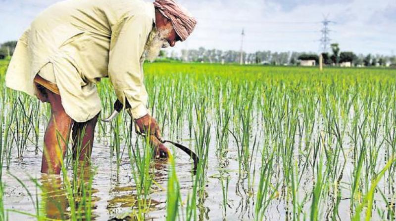 Capt govt decision to allow sowing of paddy a week ahead of the scheduled June 20 Capt govt decision to allow sowing of paddy a week ahead of the scheduled June 20
