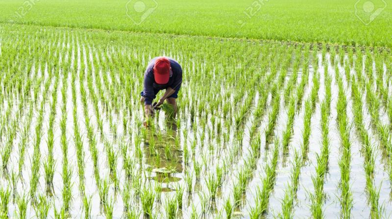Paddy Paddy