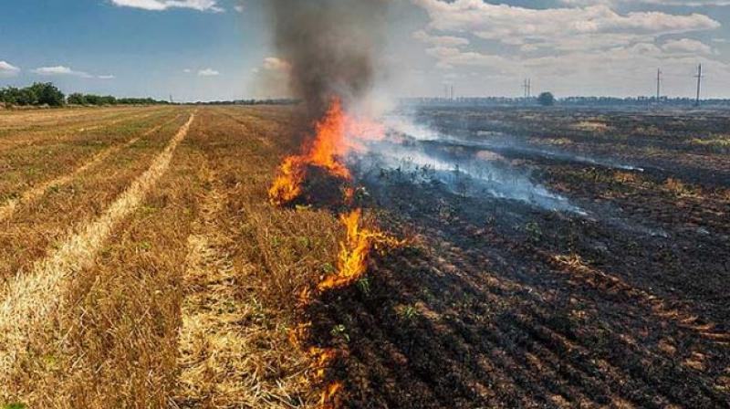 Paddy residue burning Paddy residue burning