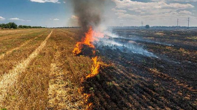 Paddy residue burning