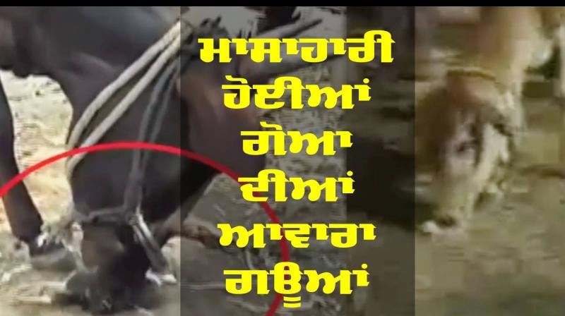 Non veg cow goa Non veg cow goa