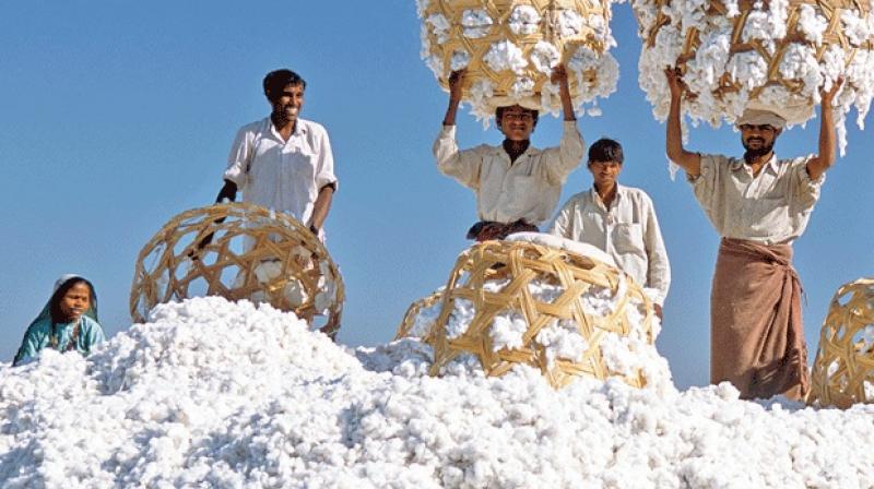 cotton cotton