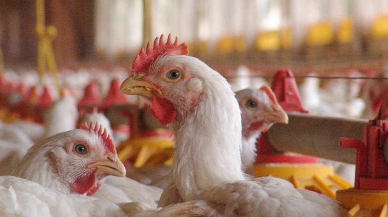 bird flu bird flu