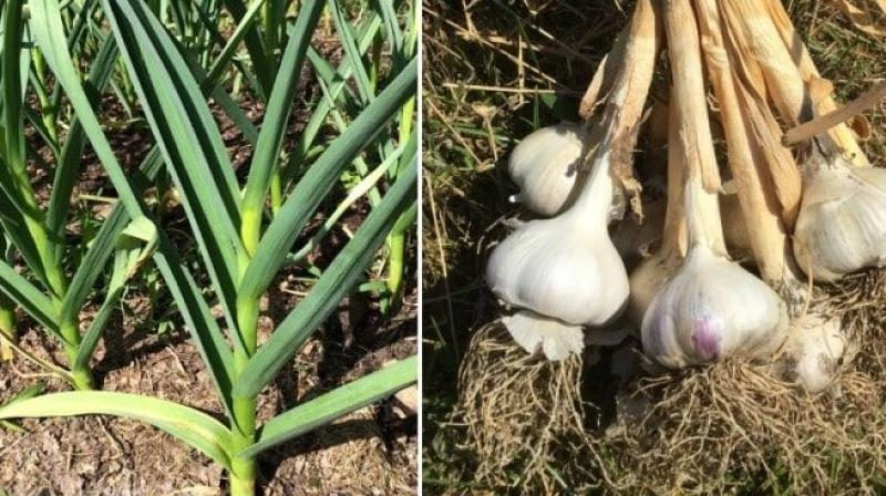 Garlic Farming Garlic Farming