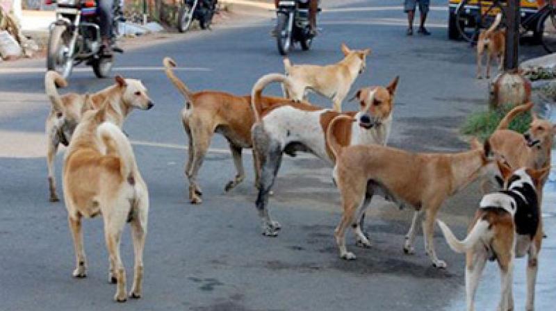 Awful dogs Awful dogs