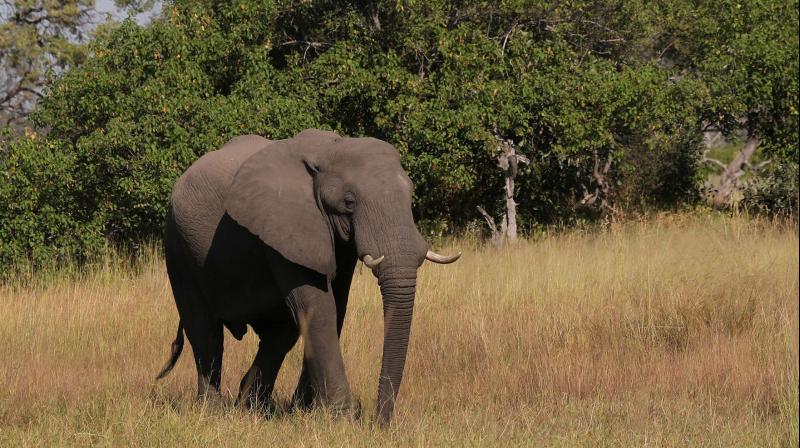 Elephant Elephant