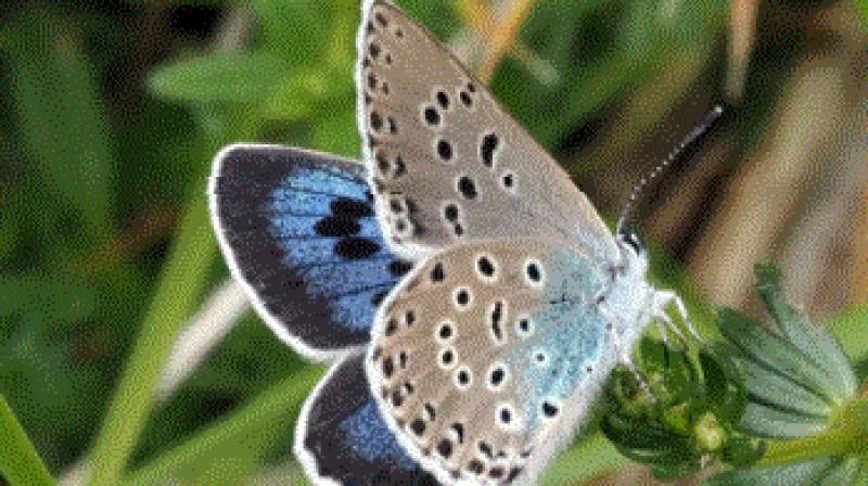  blue butterfly 