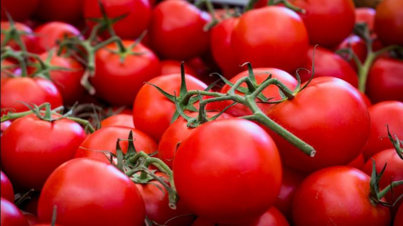Tomatoes can increase men's fertility Tomatoes can increase men's fertility