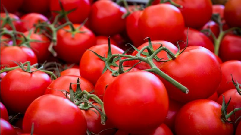 Tomatoes can increase men's fertility