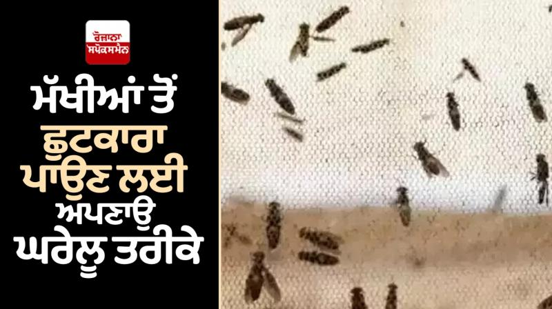 Follow home remedies to get rid of flies