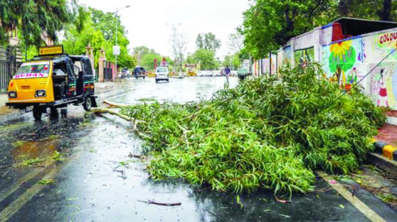 Tree fallen Due to storm