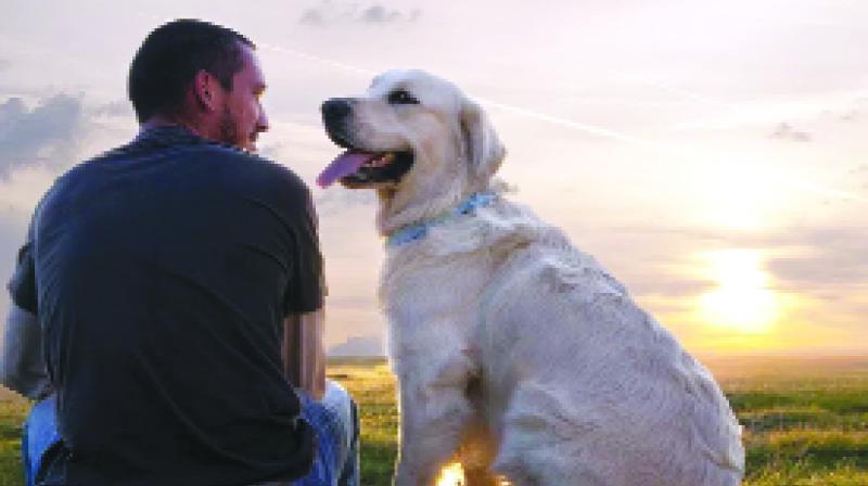 Dog with Man Dog with Man