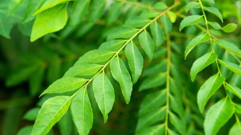 Curry leaf 