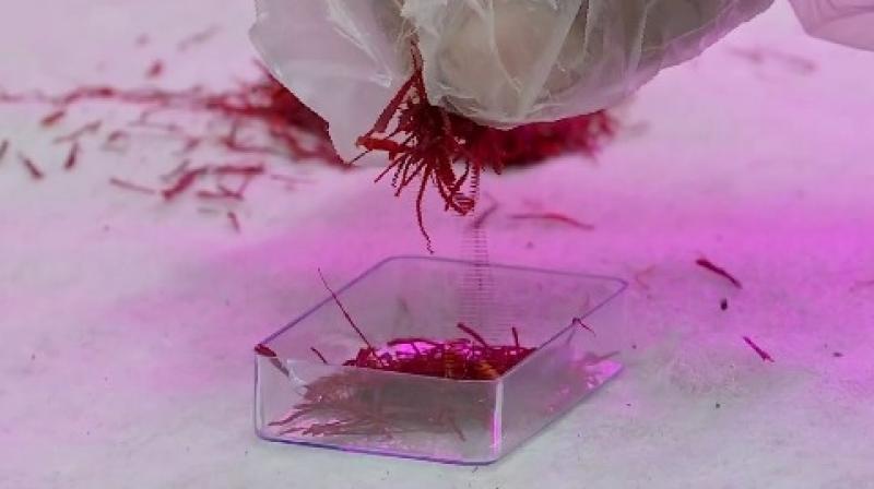 This software engineer cultivates saffron without soil, you can also read the method