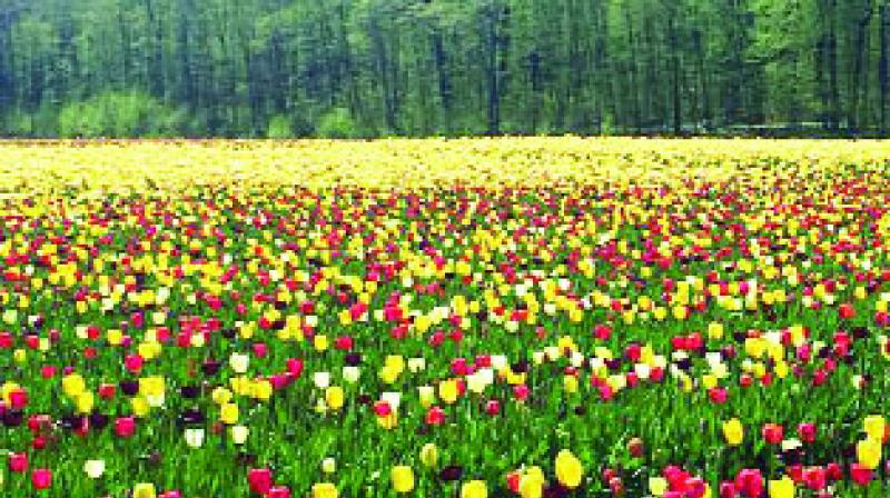 FLOWER FLOWER