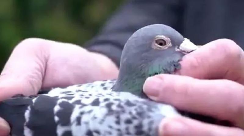Pigeon Pigeon